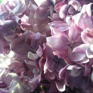 Meet your Posher, Cara